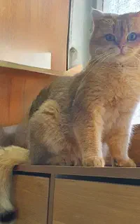 جفتگیری گربه بریتیش گلد نر