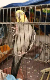 عروس هلندی