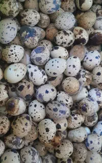 تخم بلدرچین نطفه دار