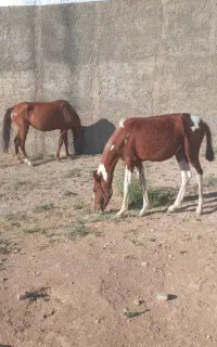 اسب دره شوری و کره ی یک ساله