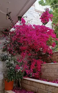 طراحی و کاشت و خدمات گل و گیاه