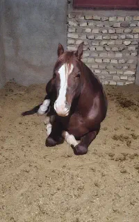 باشگاه سوارکاری  آموزش  سوارکاری اسب