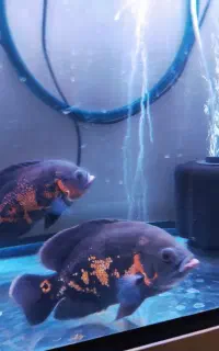 ماهی اسکار تایگر جفت خورده