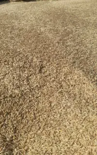 جو در خدمات باغبانی و درختکاری