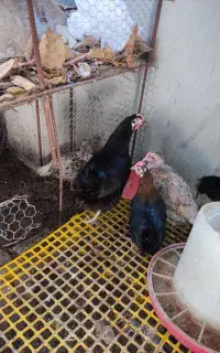 خروس دورگ چابهاری و مرغ سیاه بزرگ