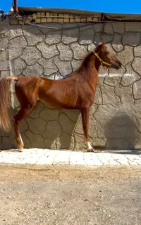 اسب کرد
