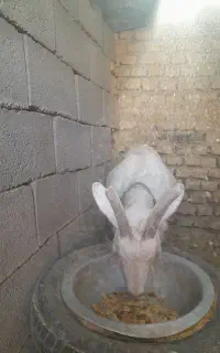 بز سانن چاق هم برا داشت هم برا گوشت