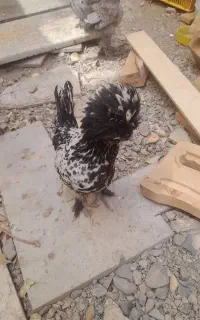 نیمچه مرغ لهستانی