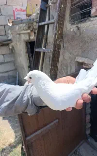 کفتر نر ترکیه
