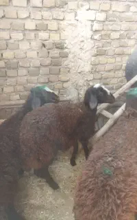 دو بره ماده جنس تخمی درجه یک