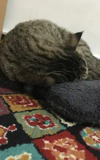 گربه