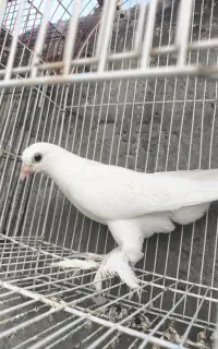 کبوتر قرمز گوز