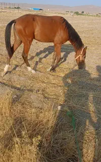 کره اسب مادیان ۱۵ ماهه چهارنشان