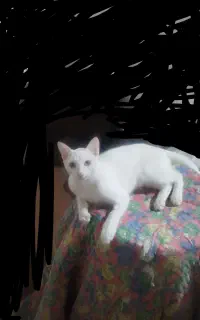 گربه آروم خونگی و حرف گوش کن