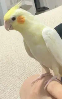 گمشده