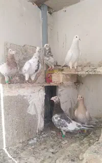 سه جفت کفتر اس