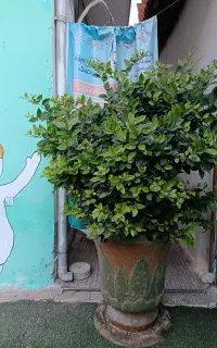 کودکستان و مهد کودک ارکیده