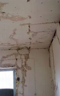 موریانه زدایی