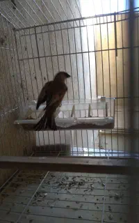 سهره‌خاکی