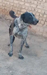 سگ خیلی هار