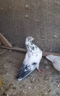 پرشی