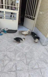 پرنده اردک