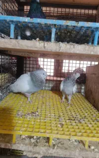 سینه سرور
