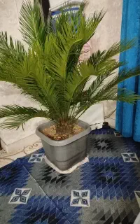 گله سکاس