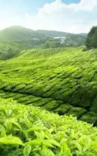 کار در ترکیه