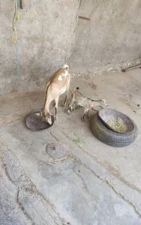 بز سومالی با کهره نر اصل