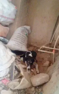 سگ هاسکی