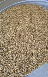 کنجد ارگانیک درجه یک
