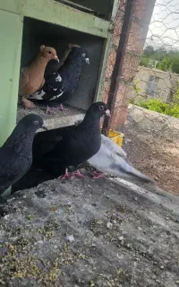 هفت عدد کفتر