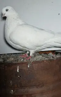 چشم نوک سفید
