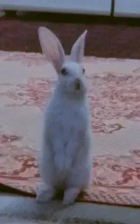 خرگوش