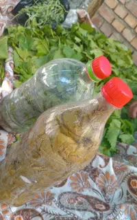 برگ مو