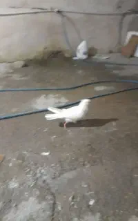 کبوتر پرشی