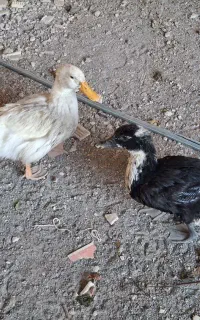 اردک ۵ ماهه
