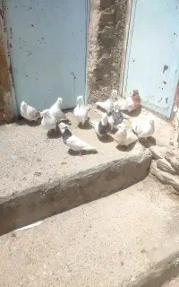 کفتر
