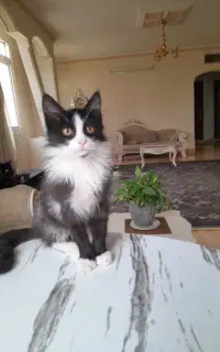 گربه بسیار زیبا