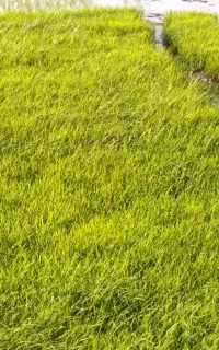 بذر شالی