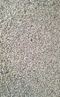 بذر شبدر