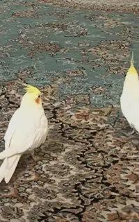 گمش