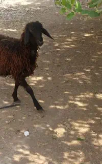 تقلی درجه یک زیر قوچی