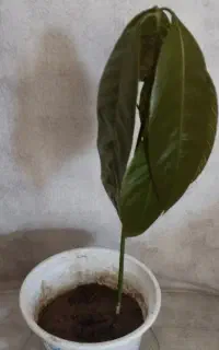 نهال انبه کوچک