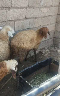 گوسفند