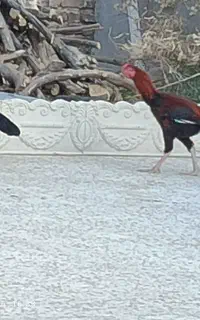 فروش خروس ومرغ لاری