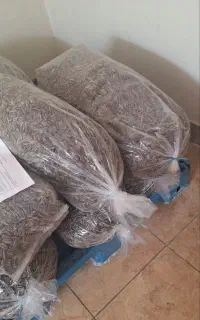 سلام تخمک آفتاب پرس درجه 1