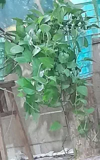 نیاز