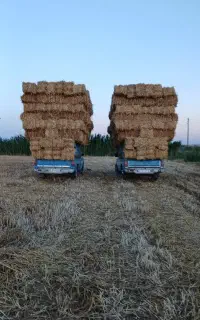 فروش پرس گندم